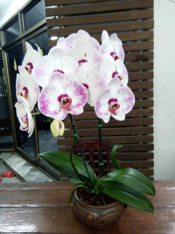Aunt & Uncle'S House Bed & Breakfast Chiang Mai Bagian luar foto